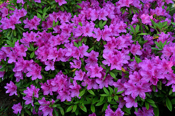 Colorful azalea flowers in full bloom in public parks in Tokyo, Japan.Azaleas are loosely branched, shade-loving evergreen or deciduous shrubs with elliptical leaves. They bring delightful white, purple, yellow, and red flowers—and all hues in between—to the spring garden when the clusters of funnel-shaped blooms appear.