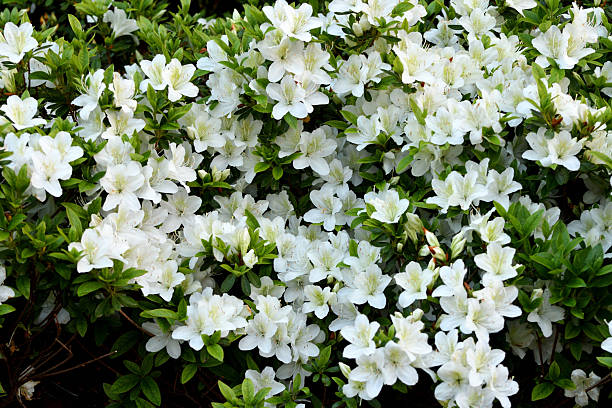 blooming purple rhododendron isolated on white background