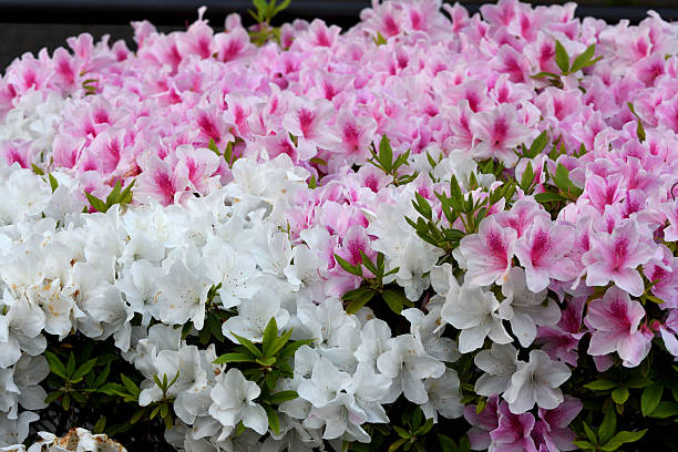 istock Azalea Flowers: Beautiful Spring Blooming Shrub in Full Bloom 2216078872