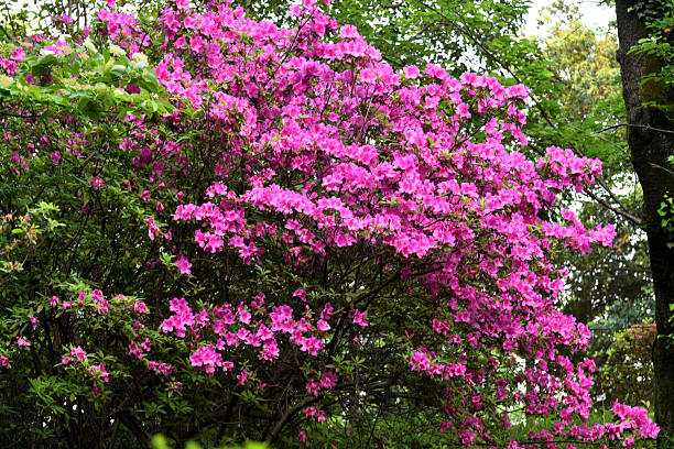 Colorful azalea flowers in full bloom in public parks in Tokyo, Japan.Azaleas are loosely branched, shade-loving evergreen or deciduous shrubs with elliptical leaves. They bring delightful white, purple, yellow, and red flowers—and all hues in between—to the spring garden when the clusters of funnel-shaped blooms appear.