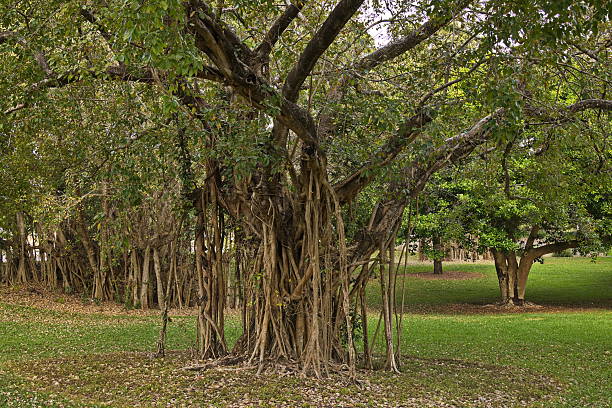 istock Fig tree in Frogshollow Park in Darwin, Northern Territory, Australia 2216079773