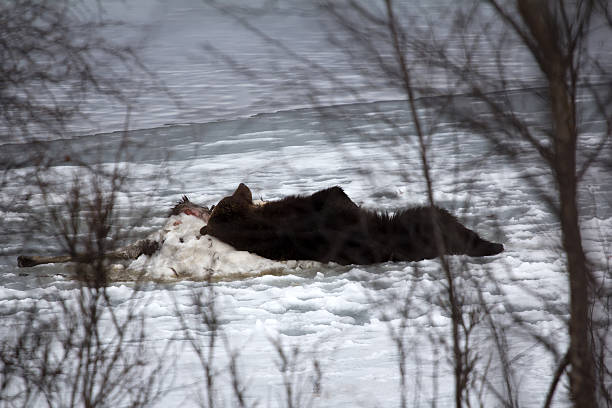 Brown bear awoke from hibernation, then killed young elk on lake ice, part ate and sleeping on carcass as pillow - predator guarding its kill. Beast stretching in sleep