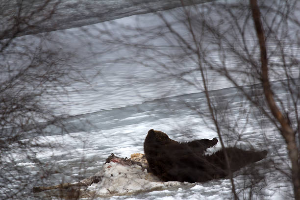 Brown bear awoke from hibernation, then killed young elk on lake ice, part ate and sleeping on carcass as pillow - predator guarding its kill. Beast heard of the photographer and stands