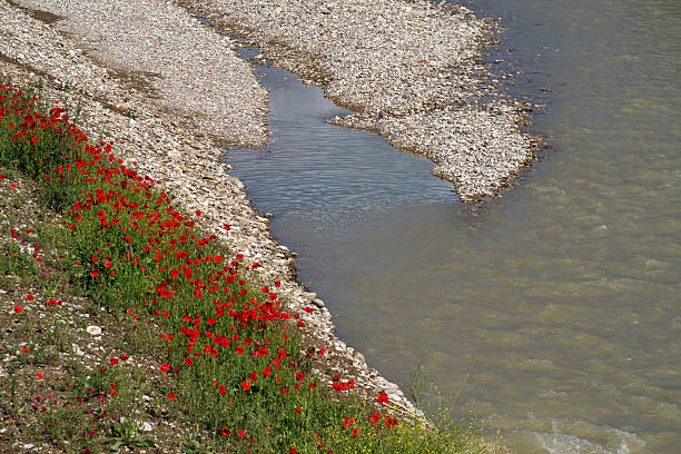 view of poppies on the Foglia riverbed
