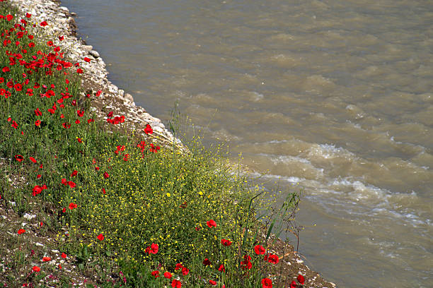 view of poppies on the Foglia riverbed