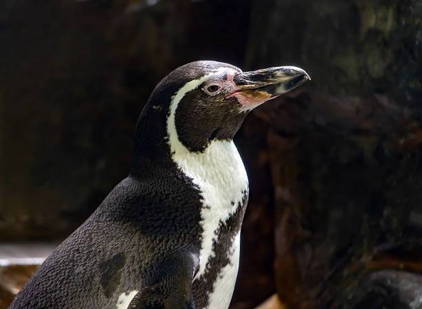Lateral front profile view close up of king penguin as animal portrait