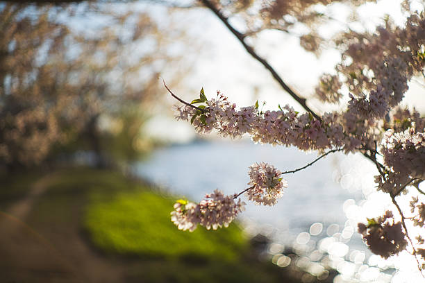 Spring Cherry Perth 20+ Esplanade Park Perth Photos Stock Photos, Pictures & Royalty-Free ...