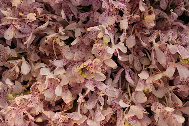 Orchid flowers tied up in bunches and in bulk for wholesale. Inside a big container.
