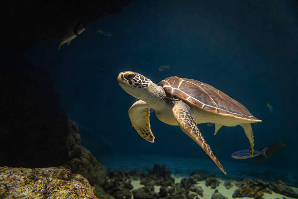 A green turtle swimming in open water