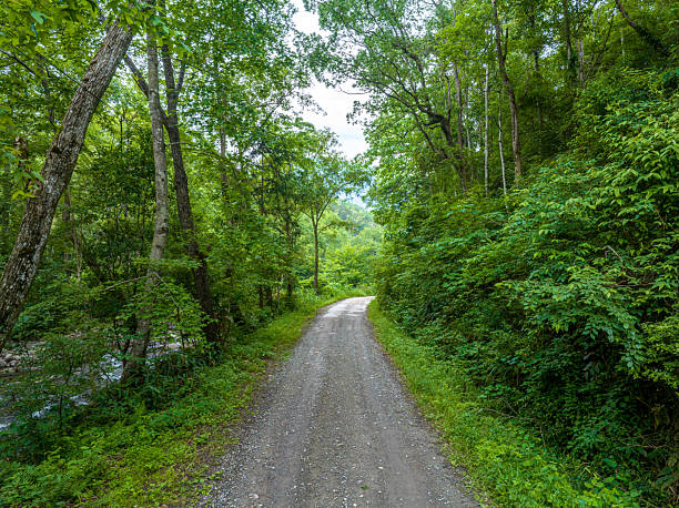 istock Country road and tender green trees, spring 2216084561