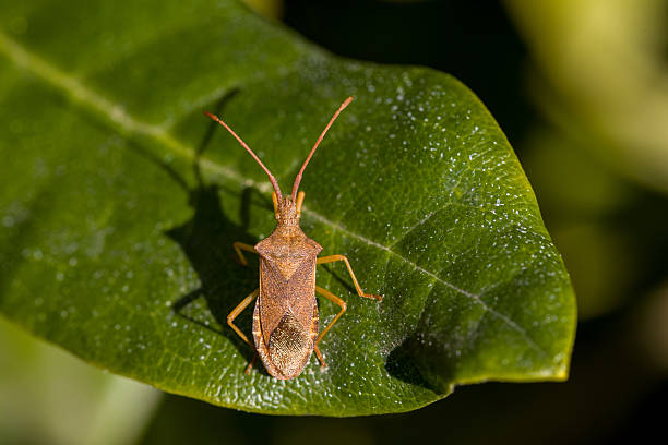 istock a brown squash bug on a green leaf in the sunshine and blurred background 2216085500