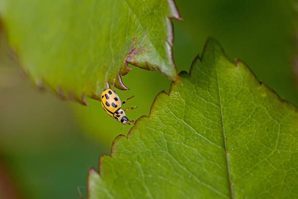 Macro capture of a ladybug sitting on a dandelion seed with a colourful background.