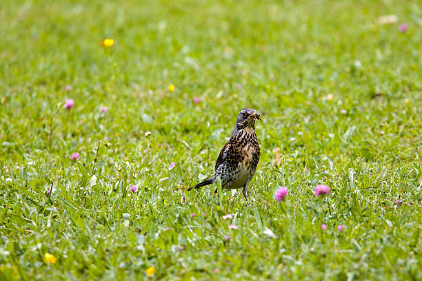 a juniper thrush or Turdus pilaris on grass