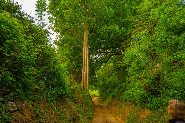 Green lush foliage of tall trees below a cloudy sky in bright sunlight in springtime, Voeren, Limburg, Flanders, Belgium, May 17, 2025