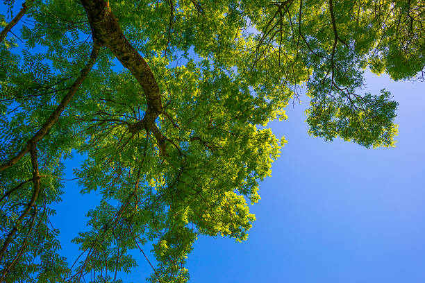 Image for copy space of a forest with trees. In a corner there are some leaves of one of them.