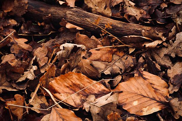 This picture shows a close-up of the forest floor covered with dry, fallen autumn leaves in various shades of brown and orange. A weathered piece of wood or branch runs across the top part of the image, blending naturally with the leaves. The scene evokes a calm, earthy atmosphere typical of late fall.