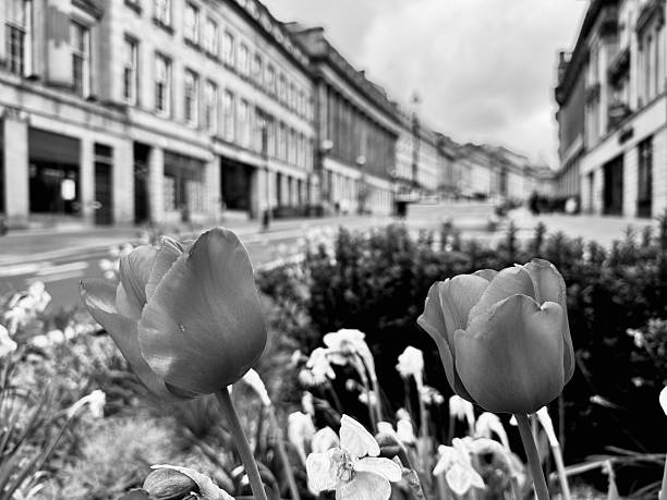 Tulips on Grey Street at Newcastle Upon Tyne