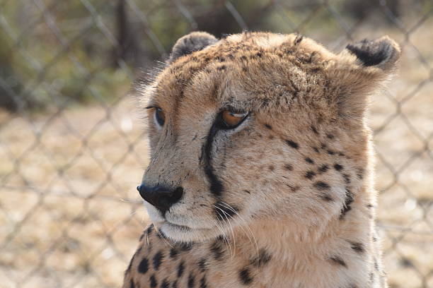 Cheetah Close-Up Portrait with Blurred Natural Background in Bright Light