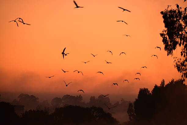 istock Silhouetted Birds Flying at Sunrise Over a Misty Forest Landscape 2216090433