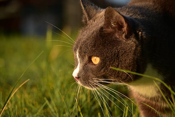 Gray and white Cat with Yellow Eyes in Bright Sunlight Outdoors enjoying nature