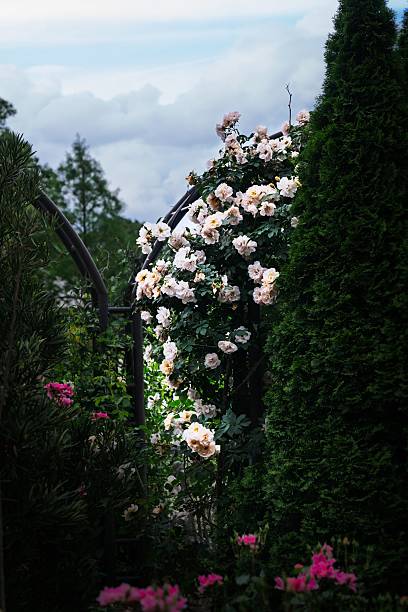 istock Blooming Roses in a Lush Garden 2216092927
