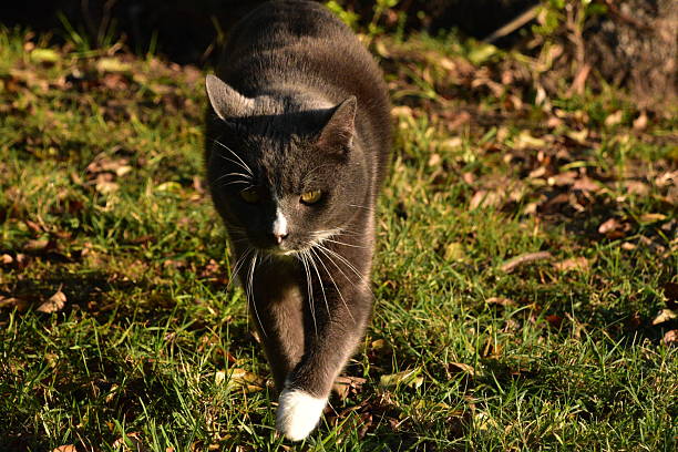 istock Gray and white Cat with Yellow Eyes in Bright Sunlight Outdoors enjoying nature 2216093094