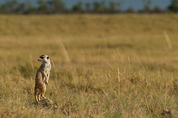 istock Meerkat or suricate (Suricata suricatta) standing and looking around, Makgadikgadi Pans, Botswana 2216093533