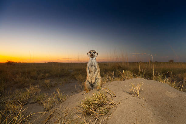 istock Meerkat or suricate (Suricata suricatta) at dusk in the Makgadikgadi Pans, Botswana 2216093596