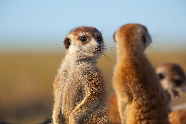 istock Meerkats or suricates (Suricata suricatta) in the Makgadikgadi Pans, Botswana 2216093626