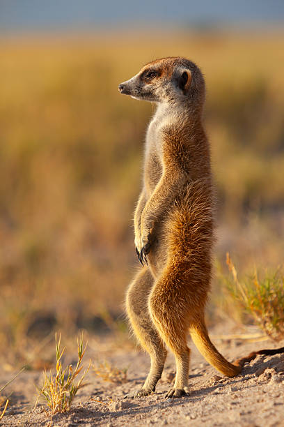 istock Meerkat or suricate (Suricata suricatta) standing up, Makgadikgadi Pans, Botswana 2216093628
