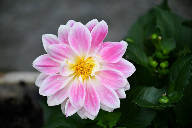 beautiful dahlias on a pink background