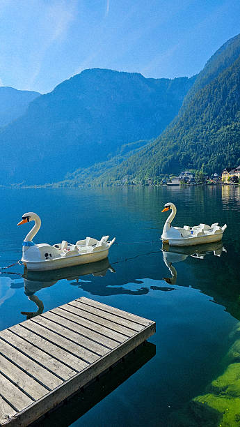 istock Swan boats in Hallstatt 2216096368