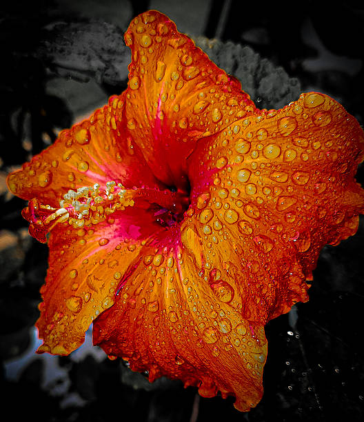 istock Chinese Hibiscus Covered in Raindrops 2216097237
