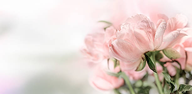 istock Pale Pink Peony Flowers with Dew in a Soft Focus with copy space 2216097808