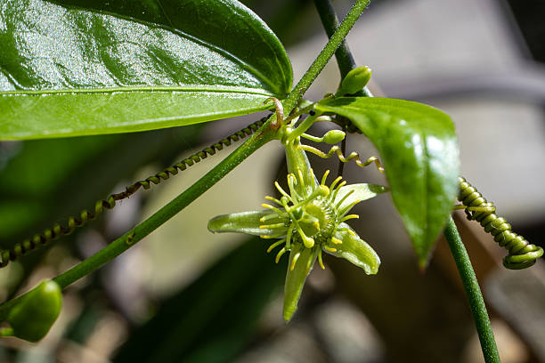 An artistic close-up of a corkystem passionflower bud and curling tendrils with sunlit leaves in the background.