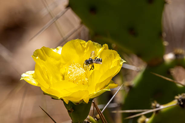 A solitary bee lands on a blooming yellow cactus flower, surrounded by vibrant petals and desert sun.