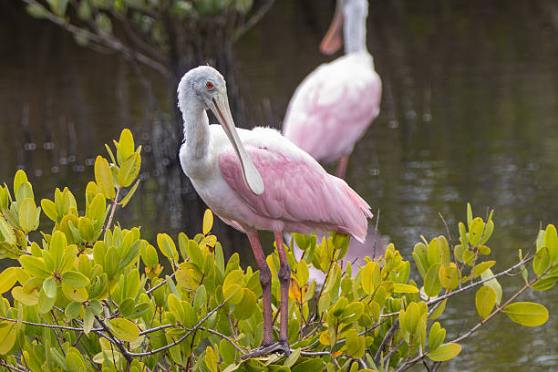 istock Roseate Spoonbill Perched in Mangrove Wetland 2216098105