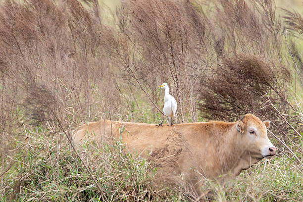 istock Cattle Egret Standing on Grazing Cow in Field 2216098123