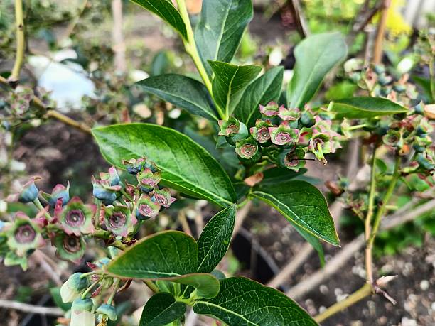 istock after flowering, future blueberries began to form 2216098134