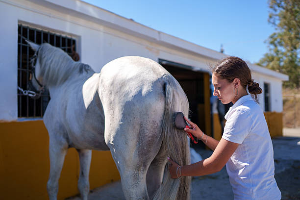 Teenage girl brushing the tail of a white horse in an outdoor stable, enjoying a moment of care and connection under the summer sun