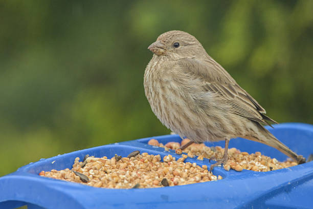 House Finch resting