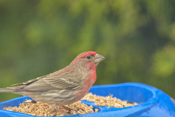 House Finch resting