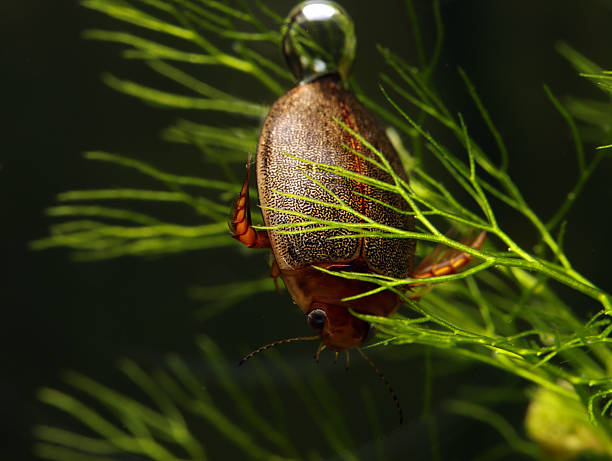 Adult predaceous diving beetle (Graphoderus liberus) underwater, using aquatic vegetation for cover as it hides in the shadows – hunting for prey, macro close-up.
