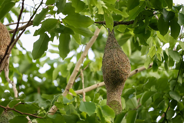 istock Close up nest bird from leaf dry in nature garden on tree 2216101456