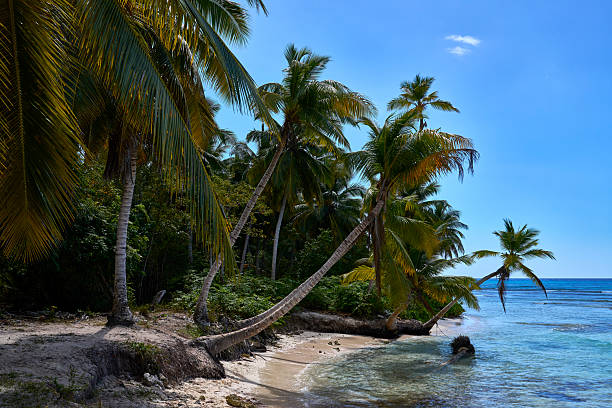 istock Saona Island: Where Palms Tell Their Own Story 2216103879