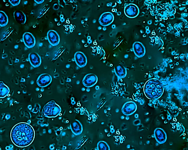 istock Entamoeba coli, a non-pathogenic amoeba commonly found in the human gastrointestinal tract. 2216104411