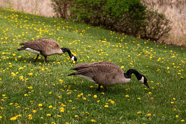 Canada geese (Branta canadensis) walk through a meadow with dandelions. Canada.