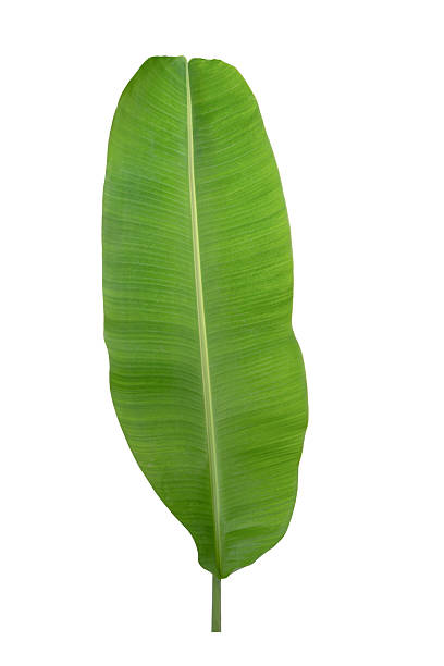 istock Banana green leaf tropical plant isolated on white background with clipping path. 2216106815