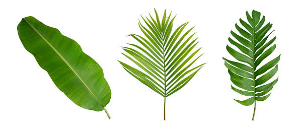 istock Banana green leaf tropical plant isolated on white background. 2216106831