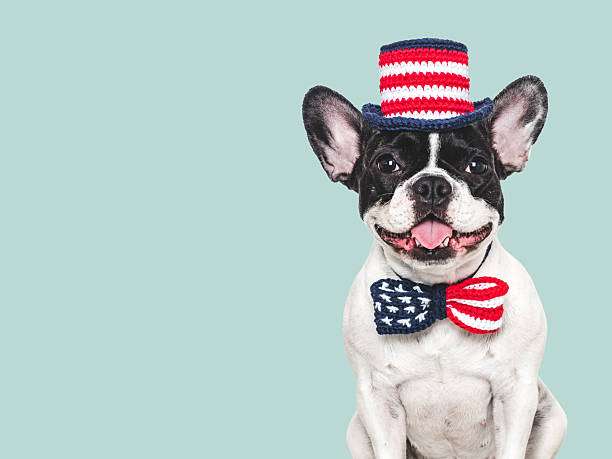 istock Cute puppy and bow tie with American Flag pattern 2216108285